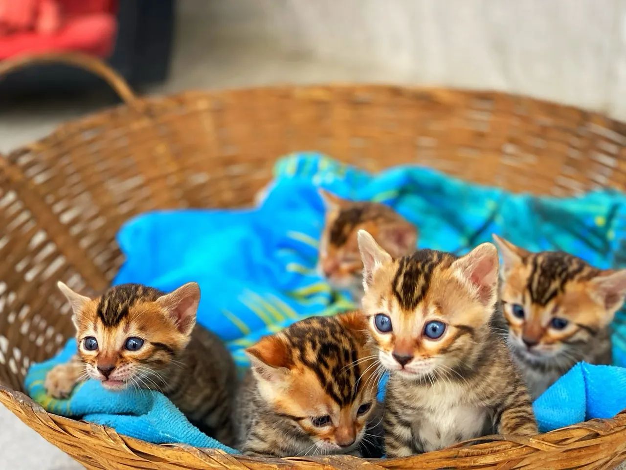 Bengal  - Foto 2
