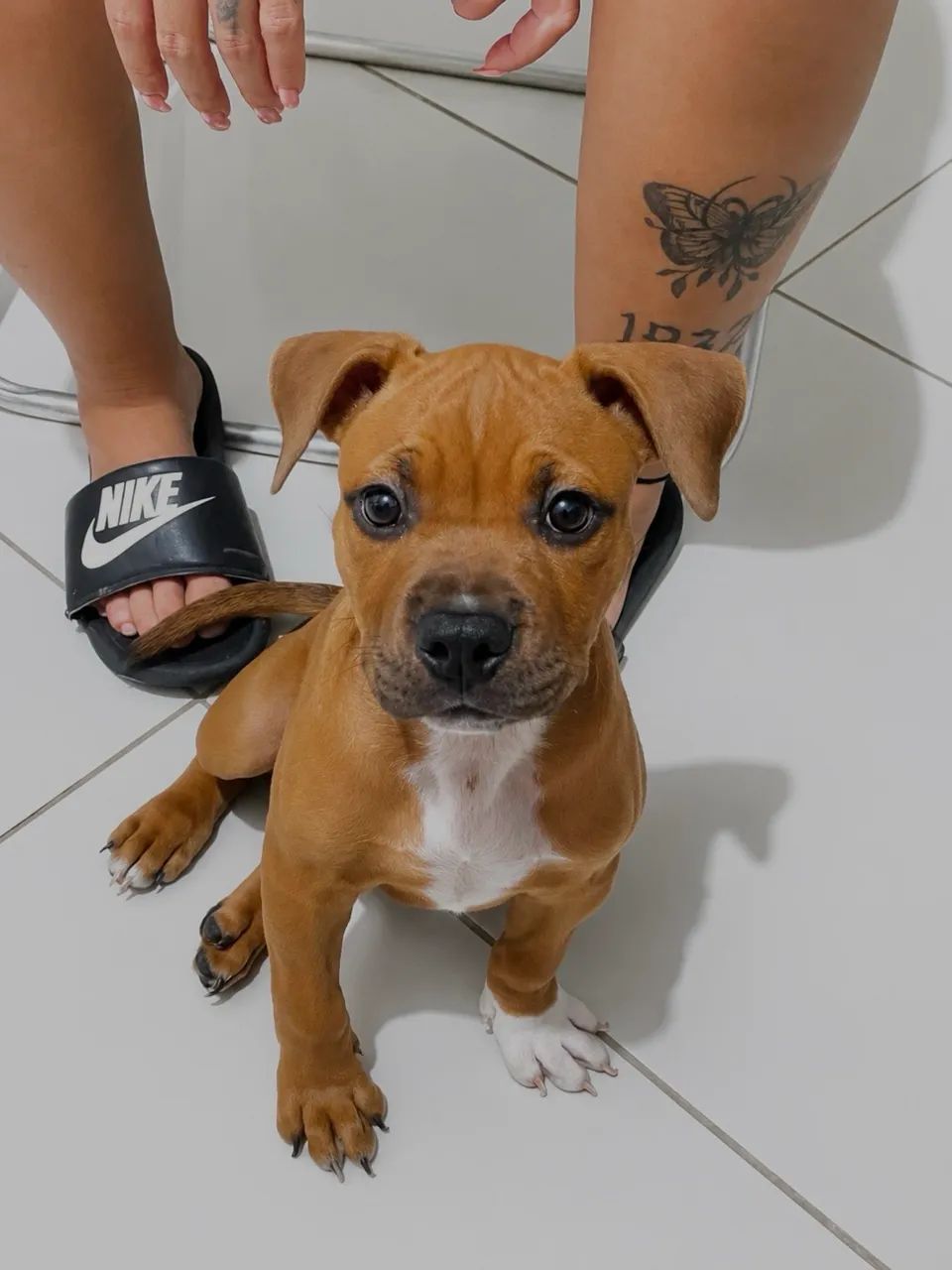 American Bully Pocket - Foto 2