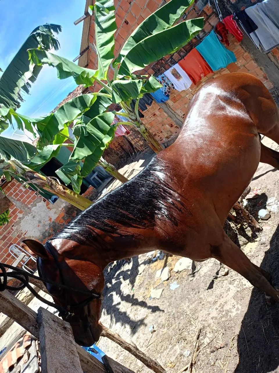 Cavalos - Foto 3