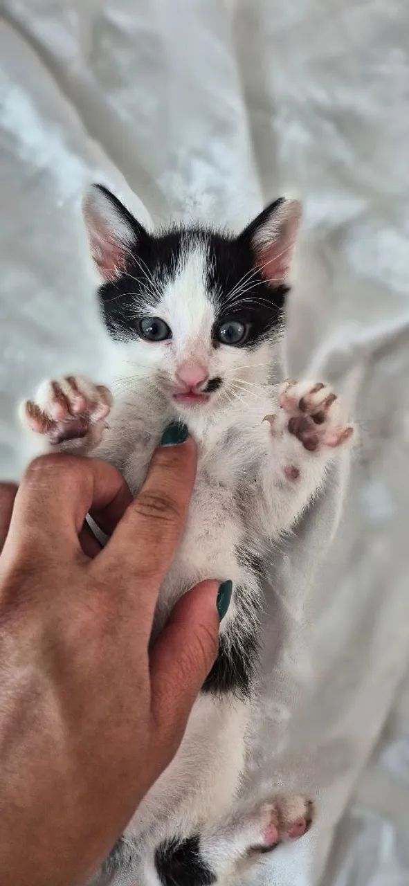Doa-se gatinhos  - Foto 4