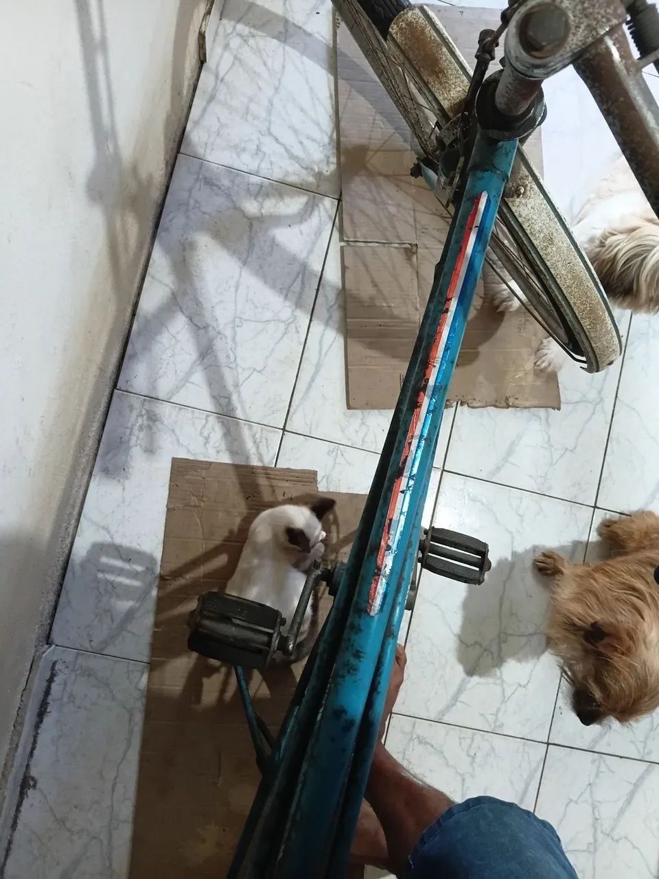 Bicicleta caloi arco duplo original até os pneus são os de fábrica.  - Foto 5
