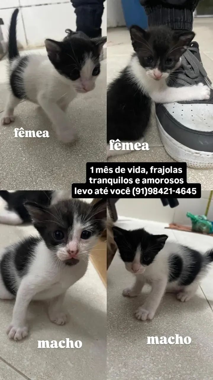 doação de gatinhos frajolas  - Foto 3