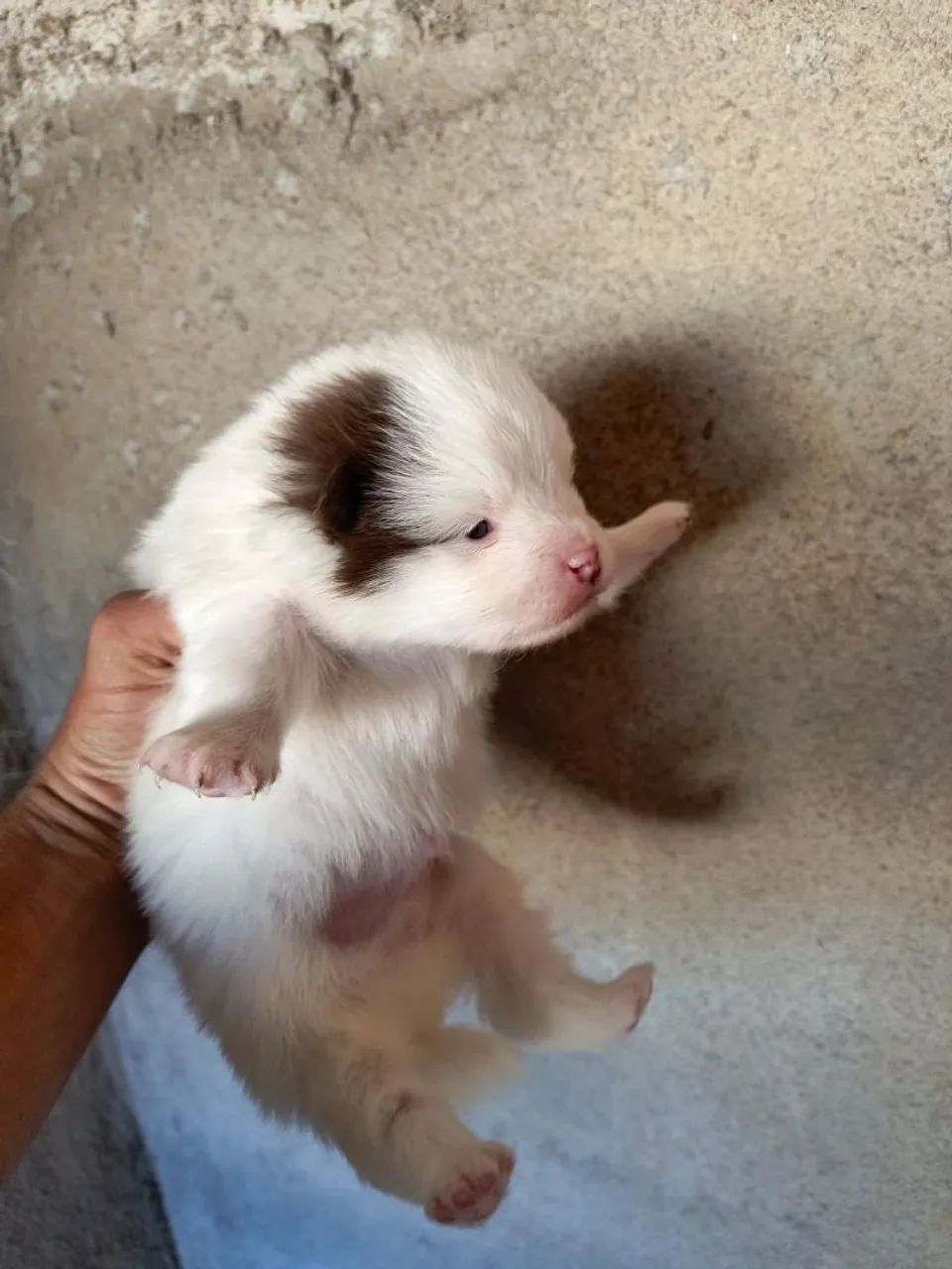 Cachorro  - Foto 3