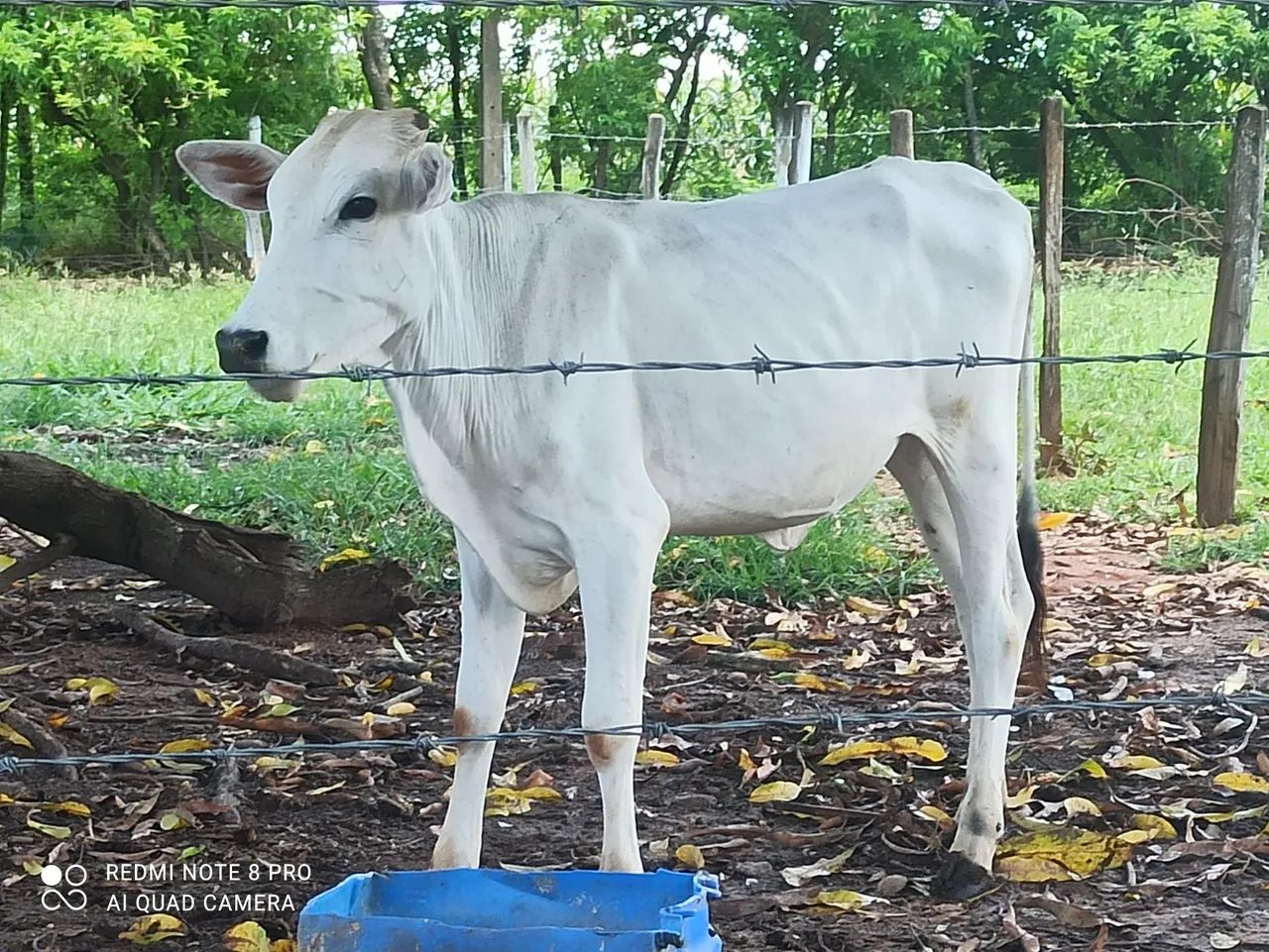 Vendo bezerra anelorada 