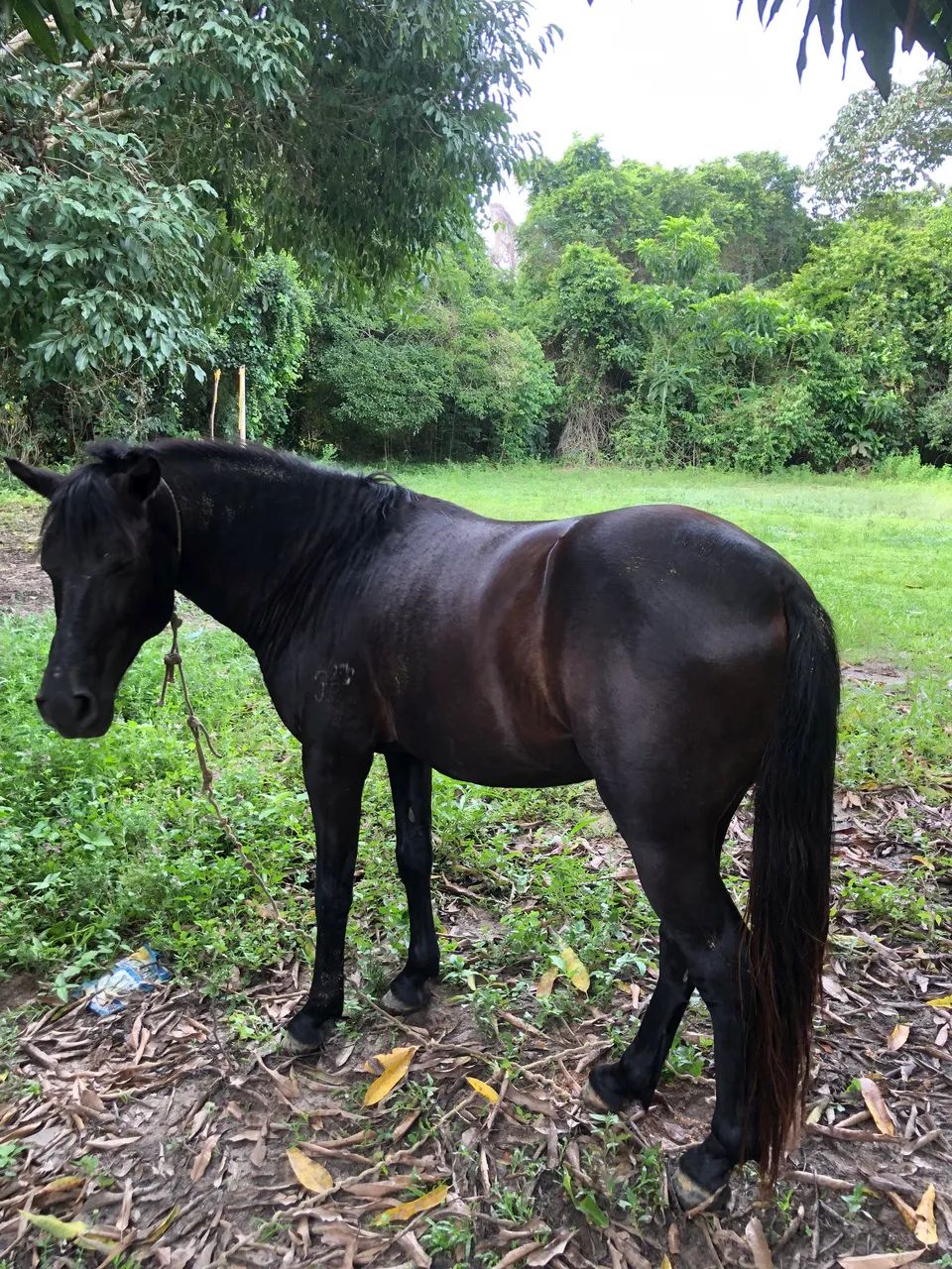 Cavalo  - Foto 4