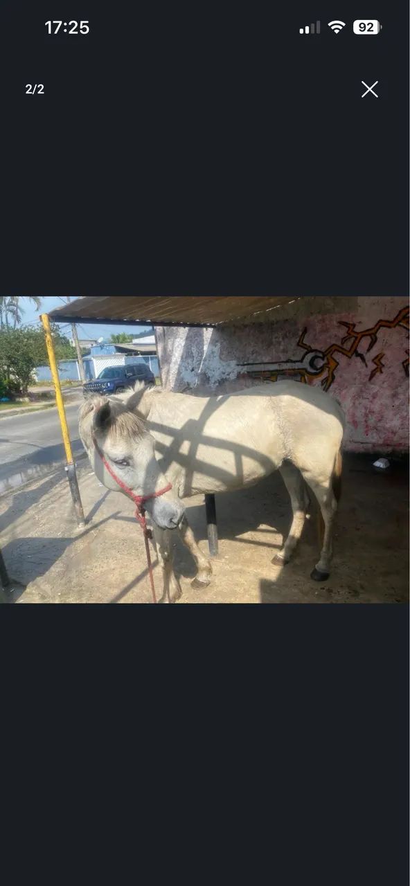 Cavalo égua 