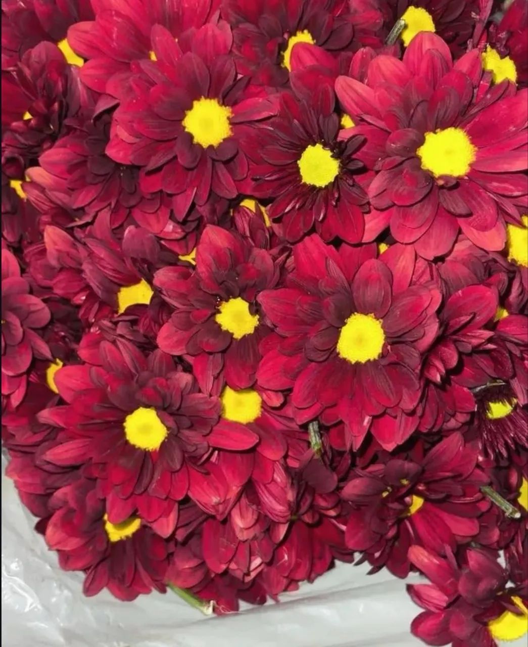 Pacote flores do campo  - Foto 6