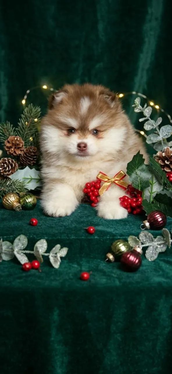 Pomsky - Foto 2