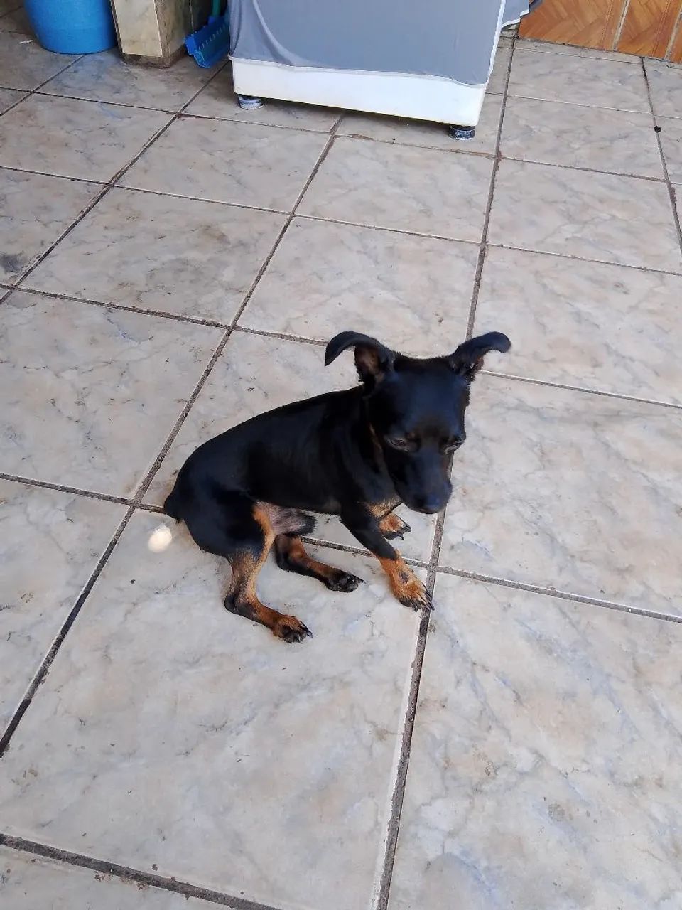 Pintcher (macho)   * ZAP  - Foto 5