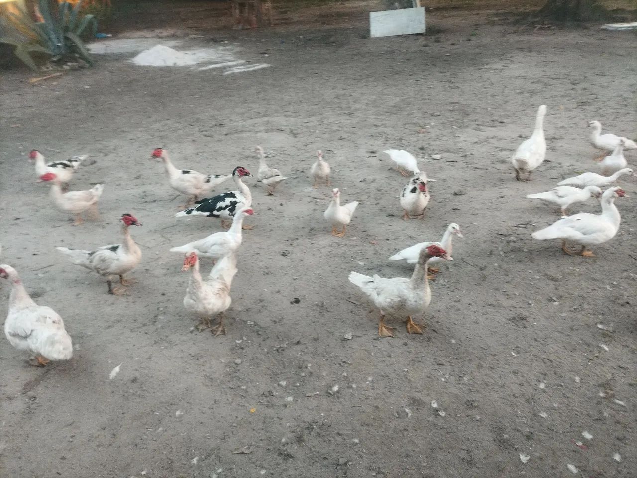 Patos pra vender  - Foto 2