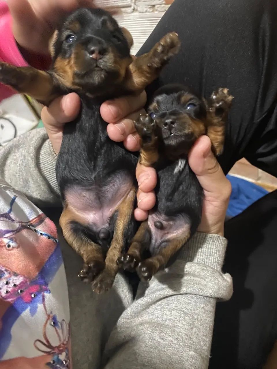 Filhote micro macho de Yorkshire 