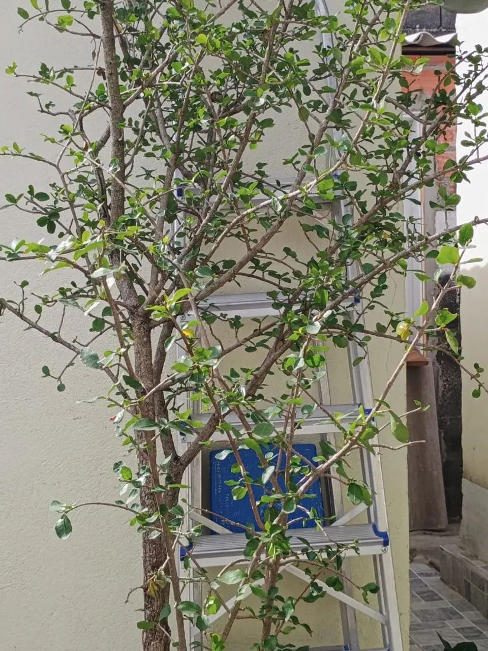 Pé de jabuticaba e de acerola - Foto 3