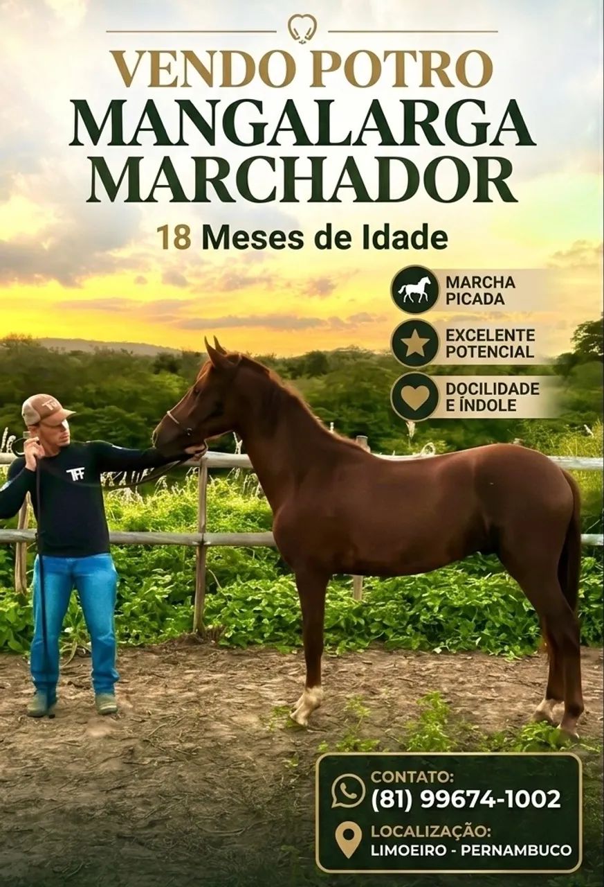 Potro mangalarga