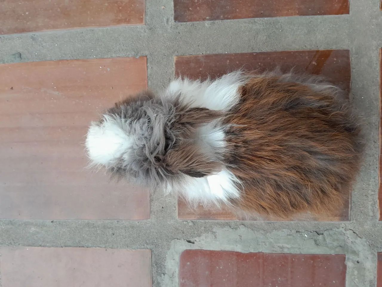 Coelho HEMI - Foto 5
