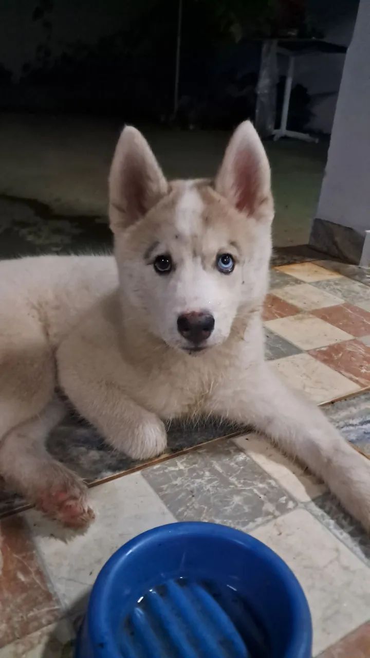 Fêmea de Husk siberiano  - Foto 2