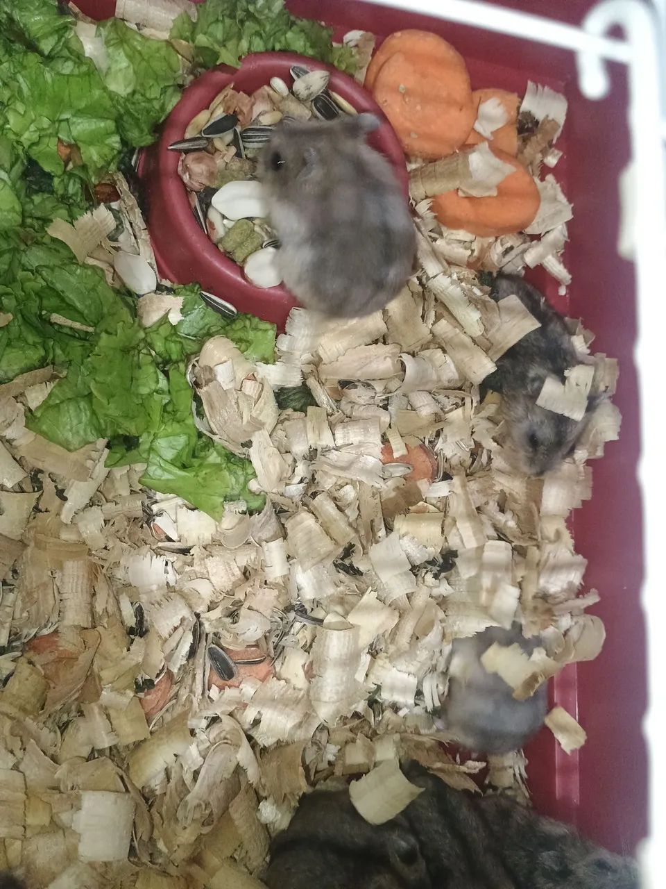 VENDE-SE HAMSTER RUSSO nasceu dia 19 de julho de 2026 - Foto 2
