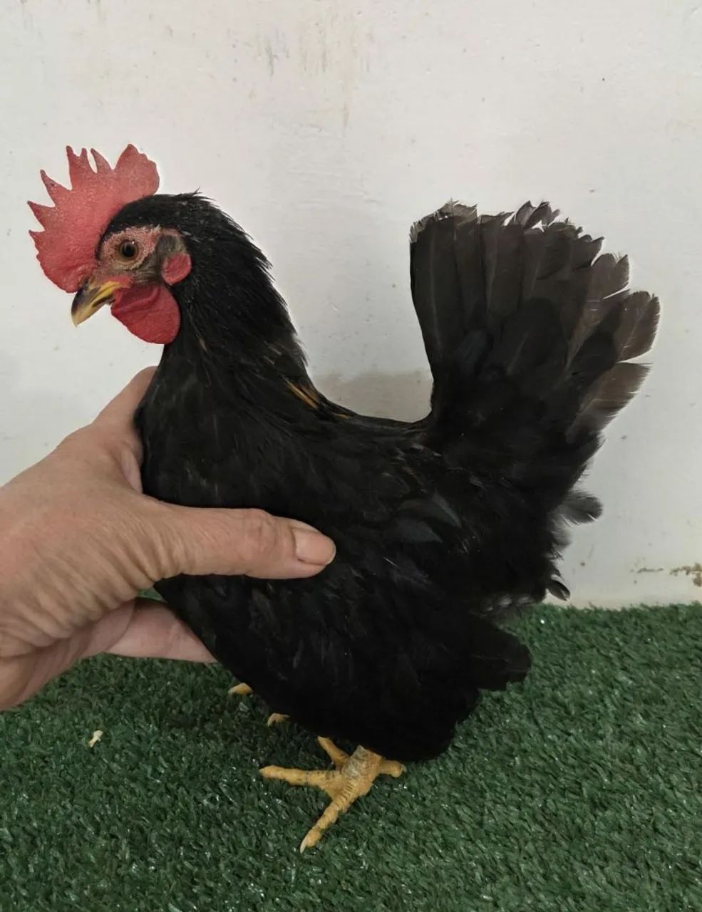 Mini Garnizé macho  - Foto 2