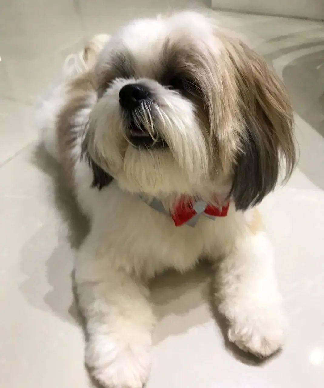 Cachorro  - Foto 2
