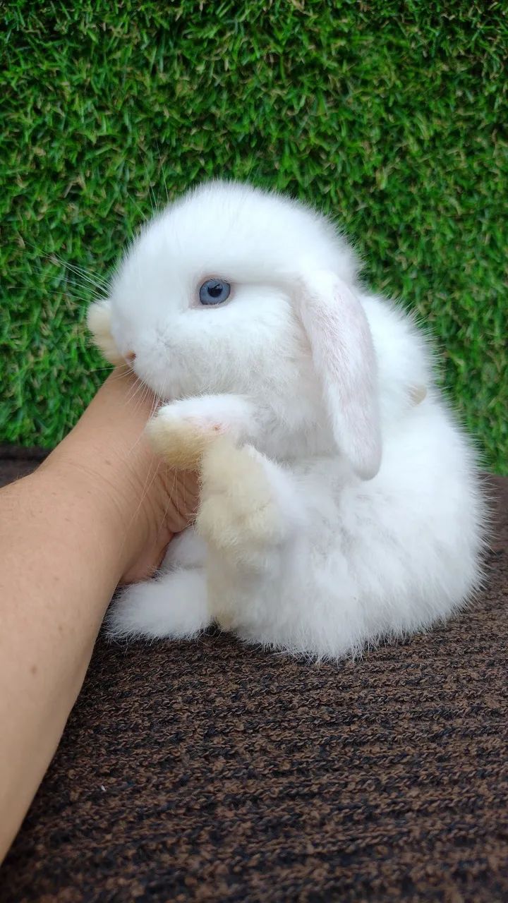 COELHO MINI LOP  - Foto 2