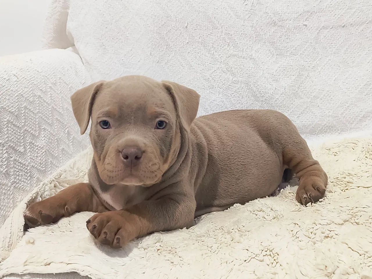 Américan Bully pockt (macho) cor sable  - Foto 2