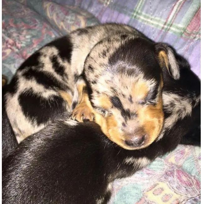Basset teckel mini