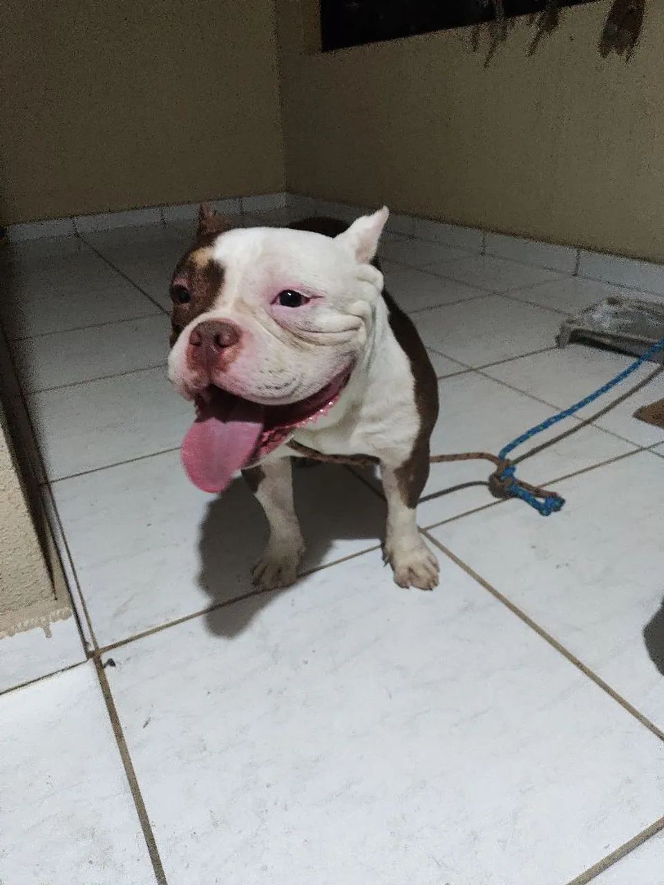 American Bully  - Foto 2