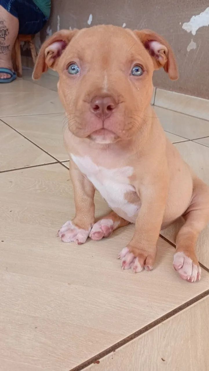 disponíveis filhote PITIBULL pitmonster  - Foto 3