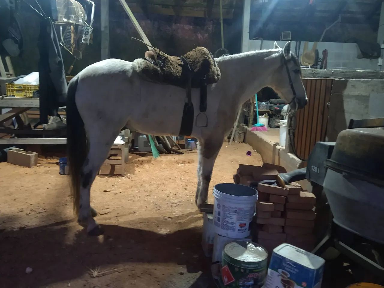 Cavalo  - Foto 2