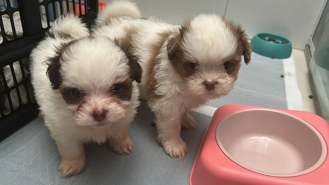 Shihtzu fêmea 