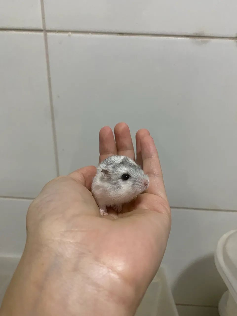Hamster Anao russo 
