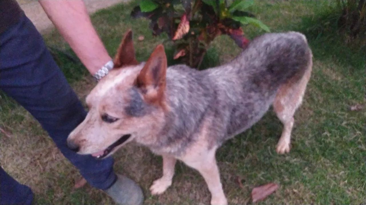 CÃO BOIADEIRO  - Foto 3