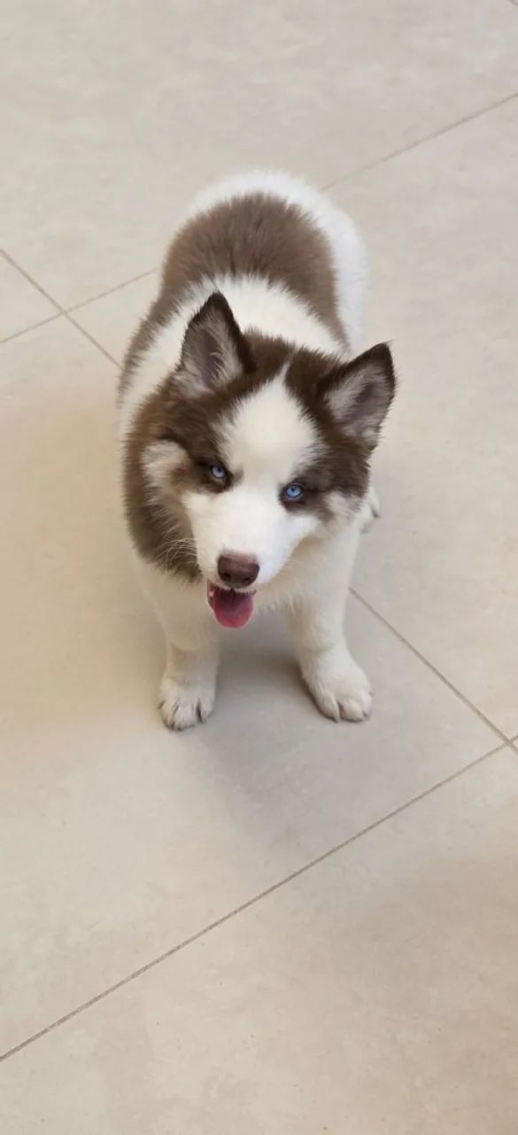 Filhotes de husky siberiano 