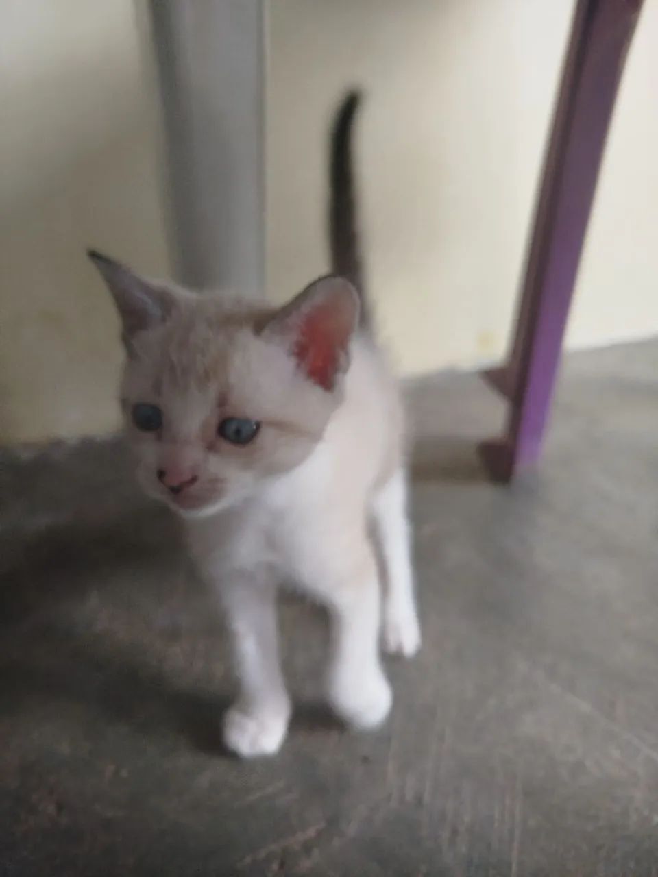 Gatinho pra doação  - Foto 2