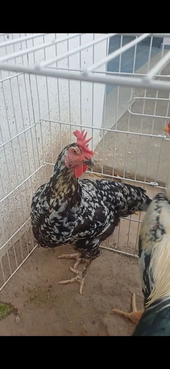 Galinha GSB