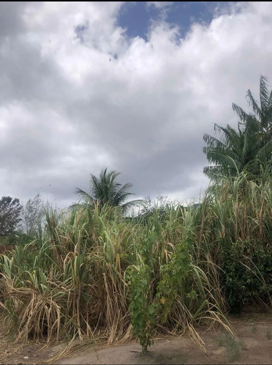 Cana de açúcar  - Foto 2