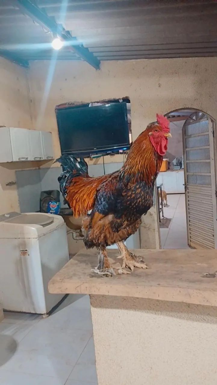 Galo brahma  - Foto 3