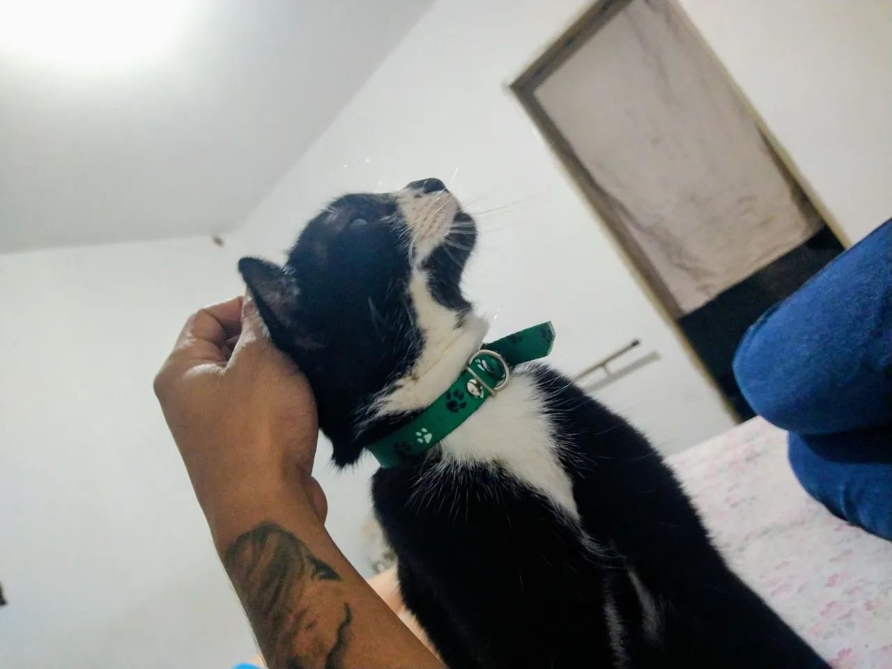 Gato castrado doação 