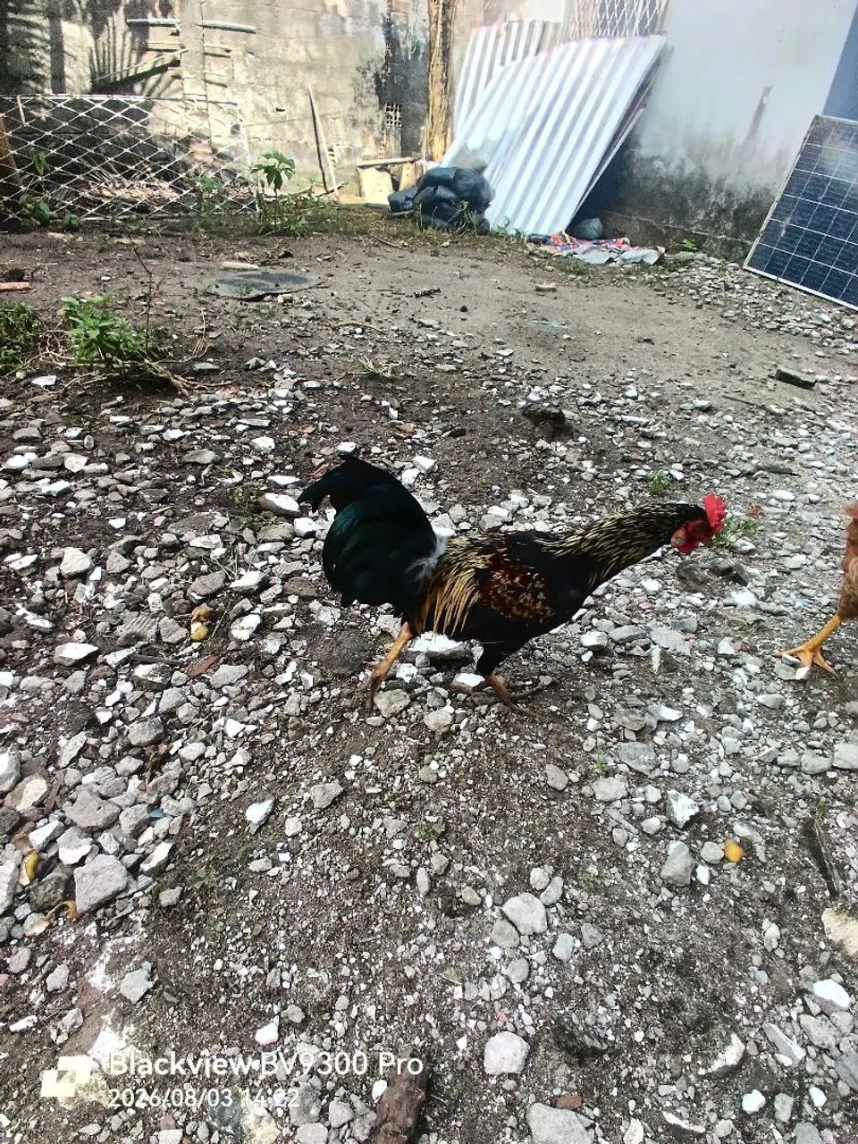 Galizé no espécie índio.  - Foto 2