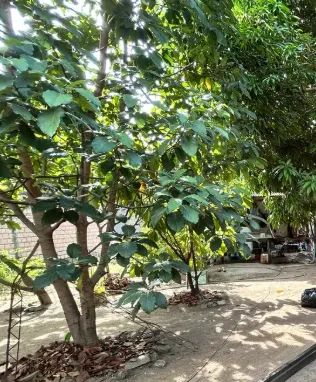 *VENDE-SE  CASA NO CURUÇAMBÁ  - Foto 2