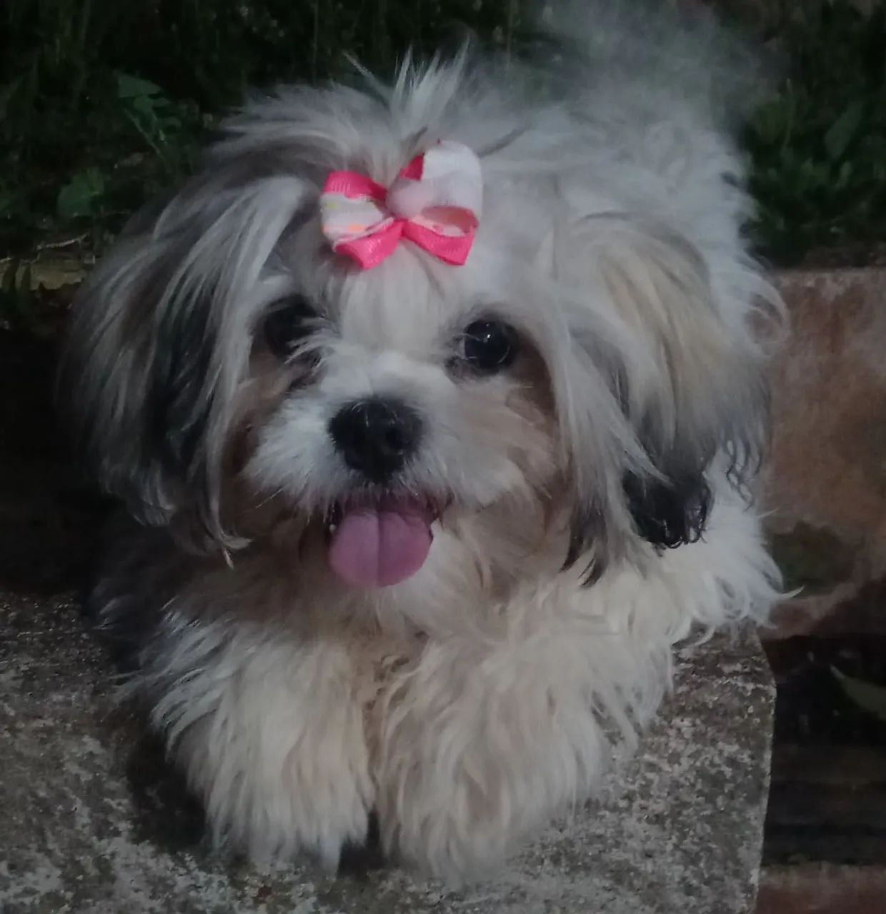 Lhasa Apso  - Foto 2