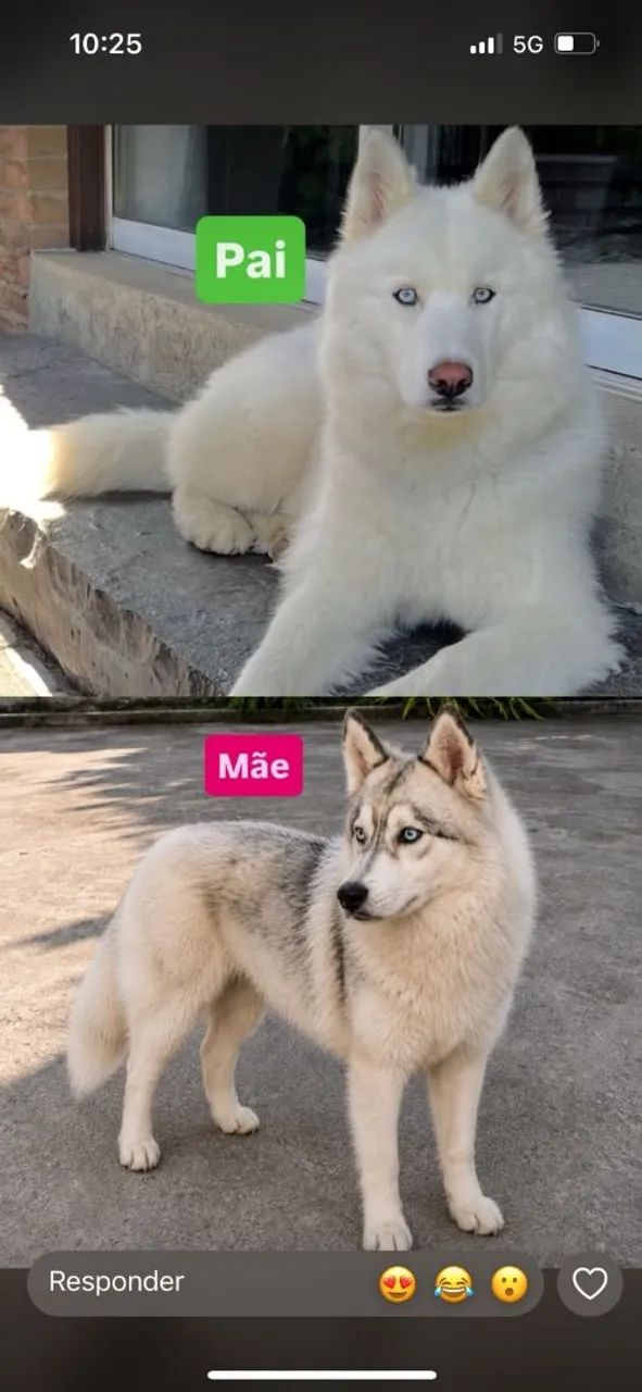 Husky siberiano  - Foto 5