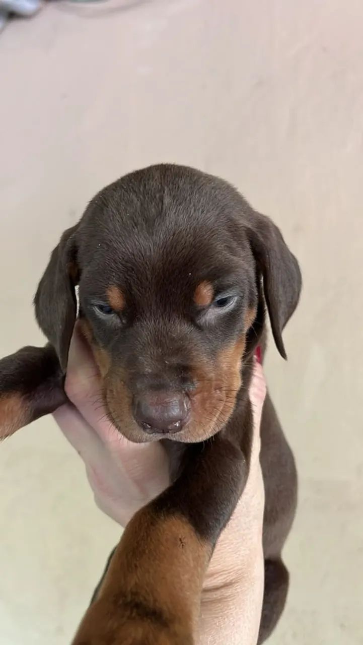Filhotes  - Foto 2