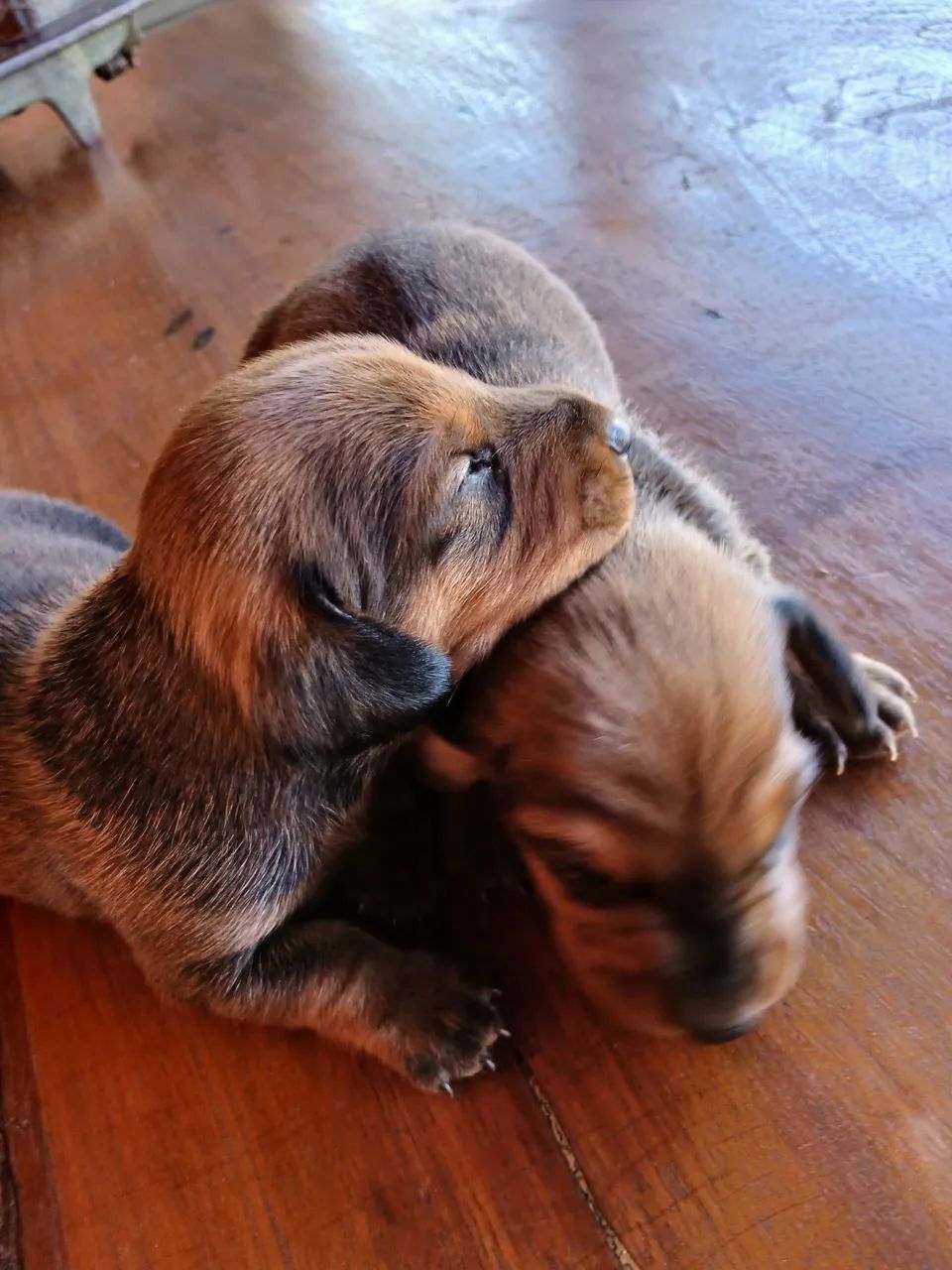 Vende se daschund  - Foto 5