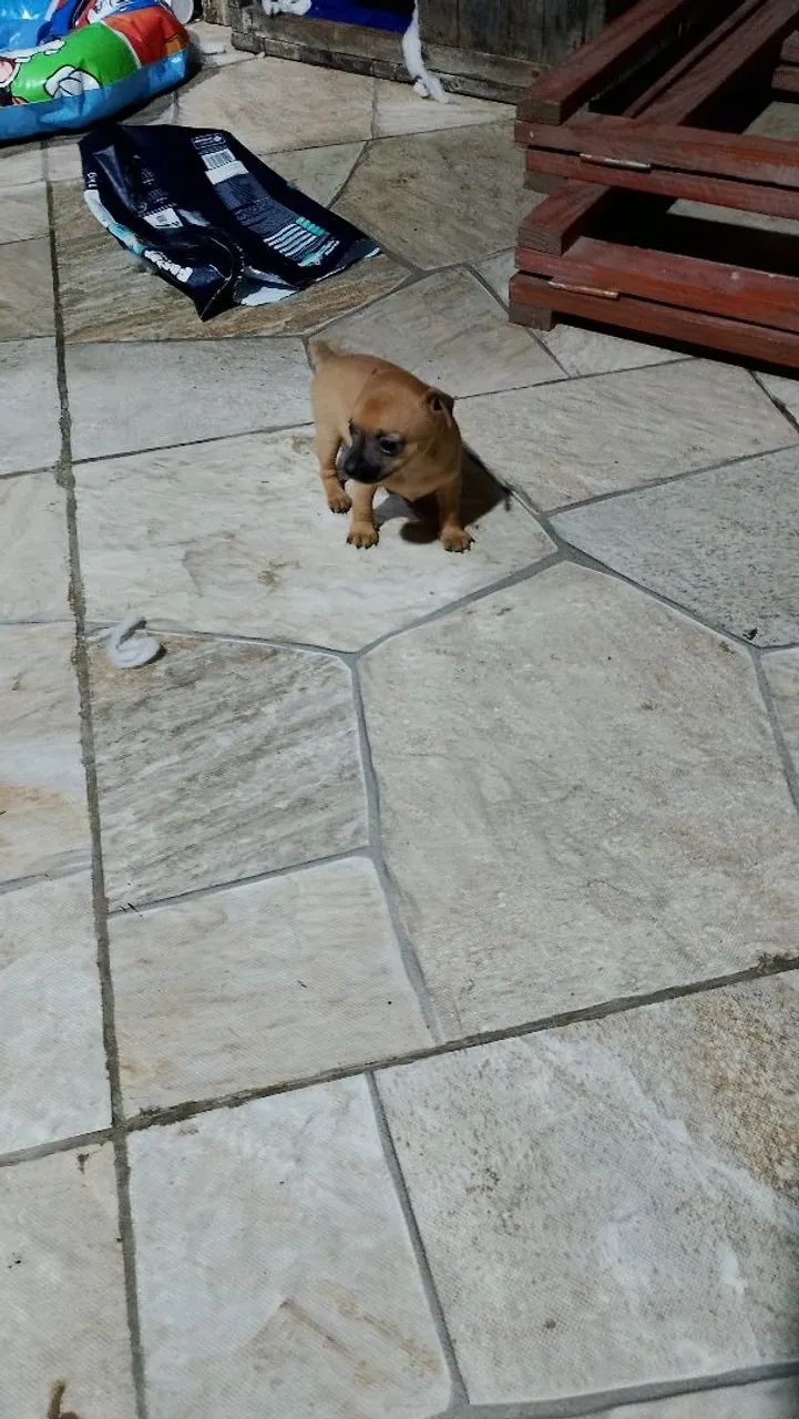 Cachorro  - Foto 3