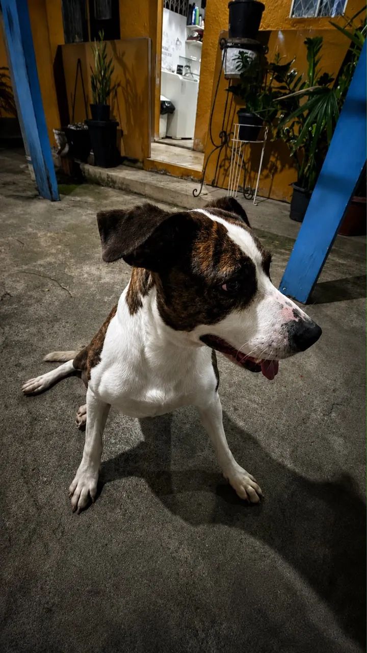 Doação de cachorro