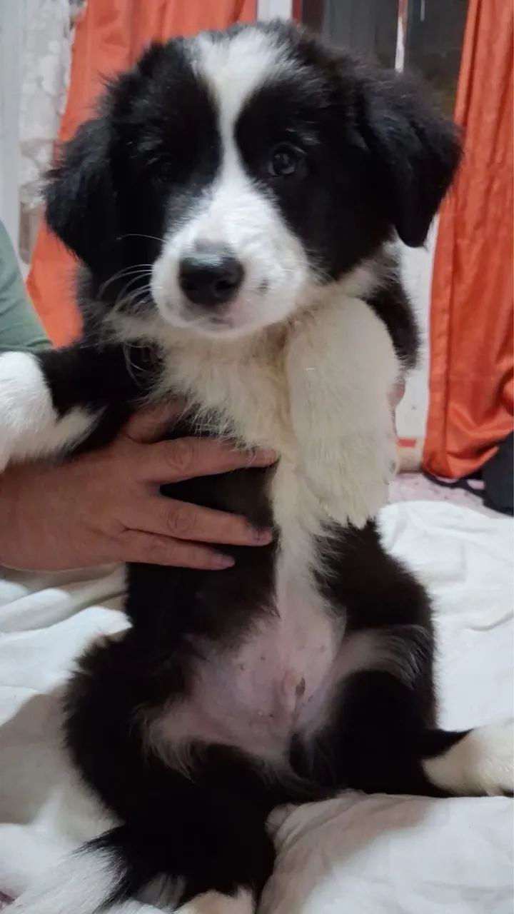 Border Collie - Foto 2