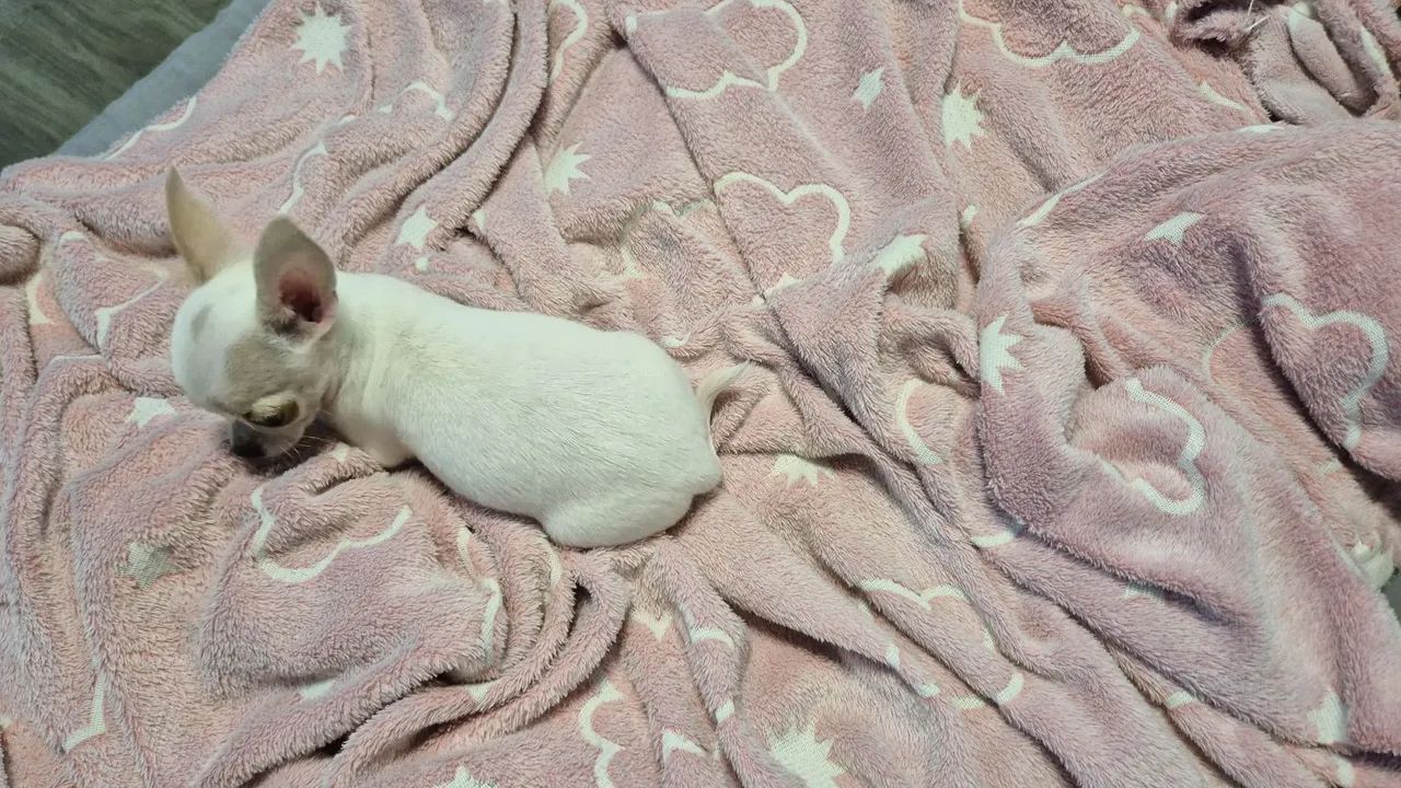 Chihuahua  - Foto 2