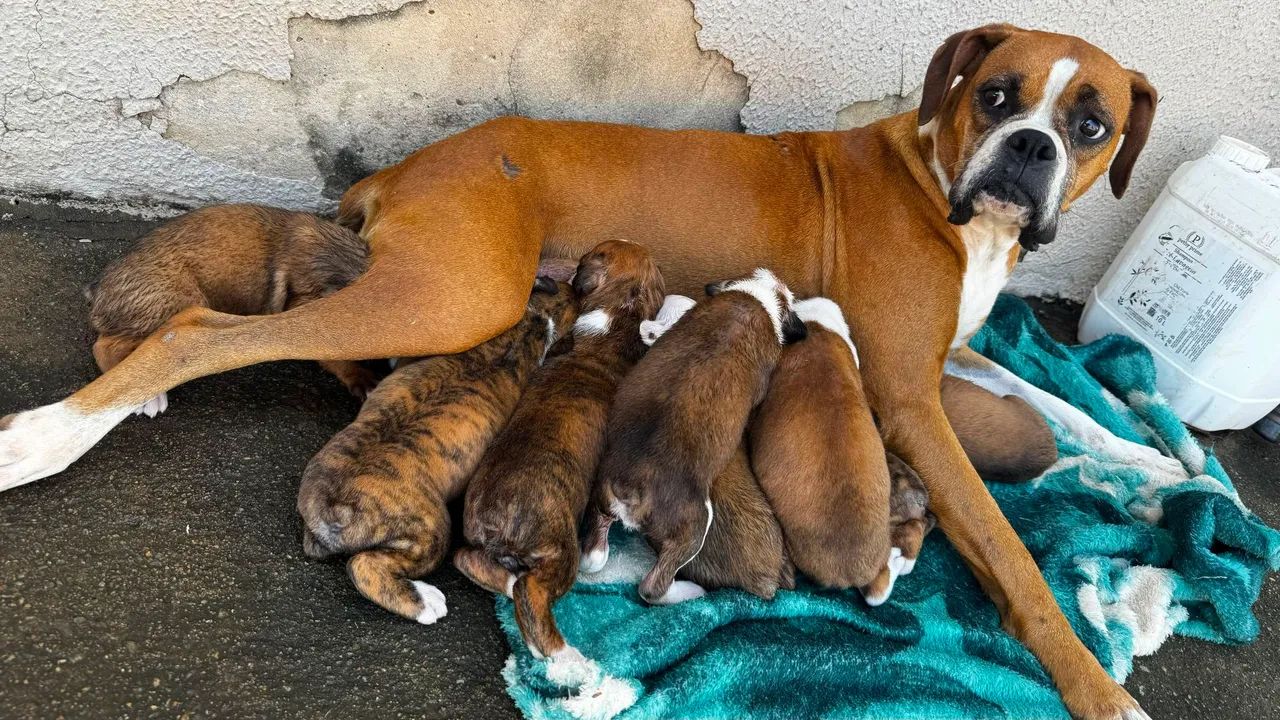 Filhote Boxer e macho  - Foto 3