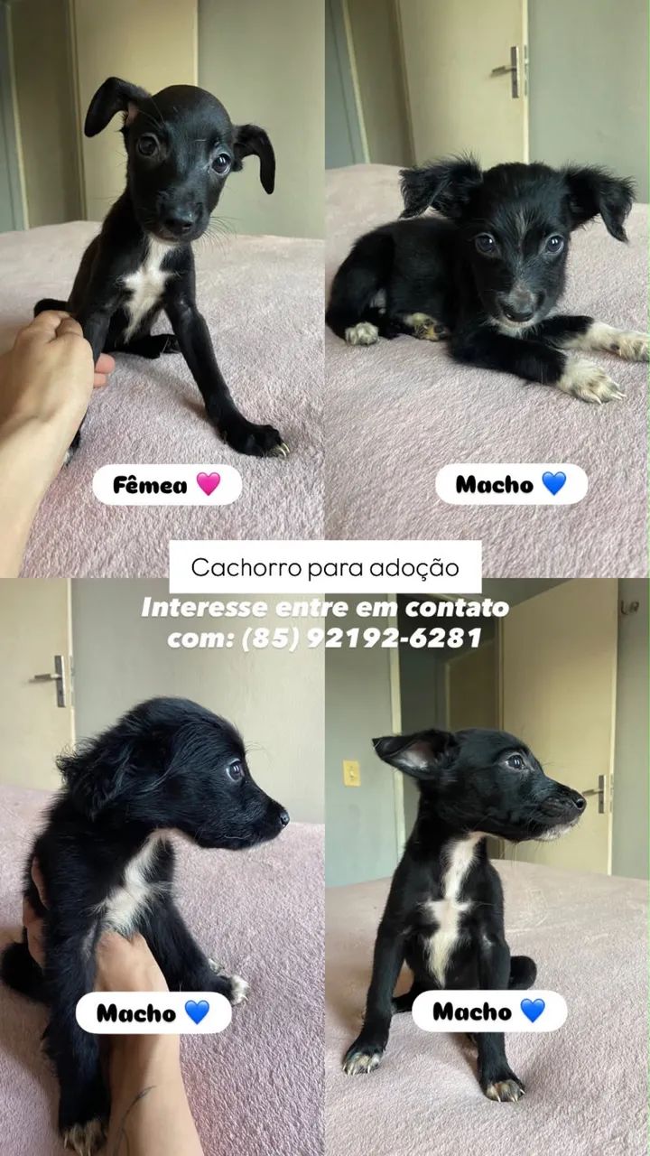 Adoção 