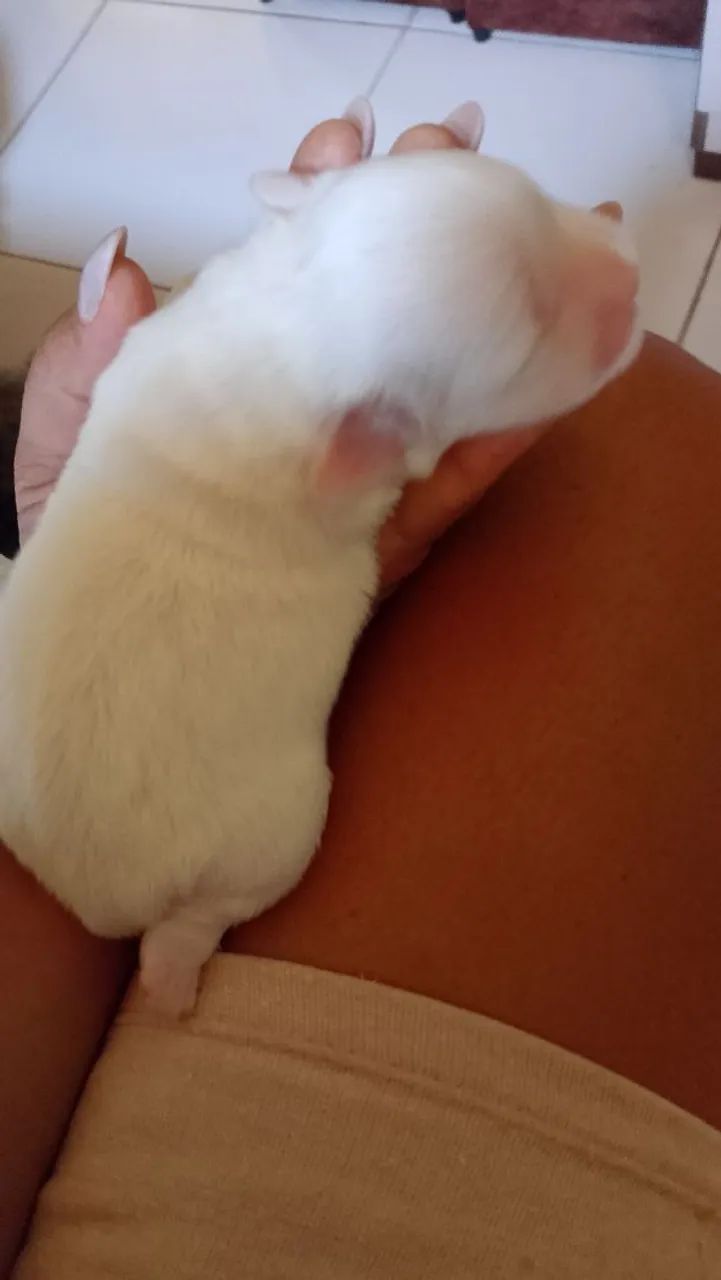Vendo filhote de Lhasa Apso  - Foto 5
